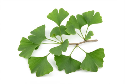 Ginkgo-biloba