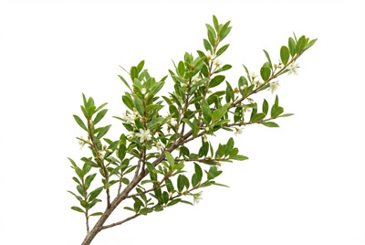 Muira-puama-(Ptychopetalum-olacoides)