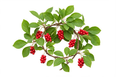 Schizandra-chinensis