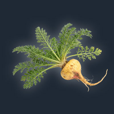 andrimax-120-maca