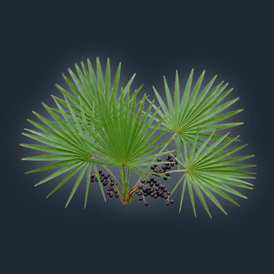 andrimax-120-saw-pallmeto