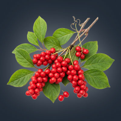 andrimax-erecta-schizandra