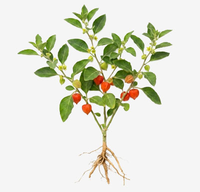 aschwaganda