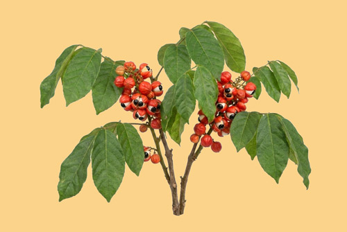guarana-bezova2