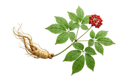 korejský-ženšen