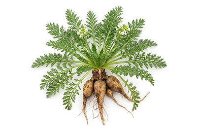 maca-peruánská_2