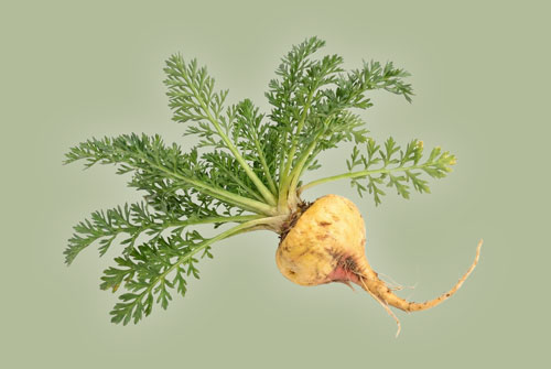 maca-semmax