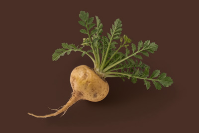 maca-vital-duo