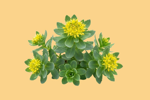rhodiola-bezova