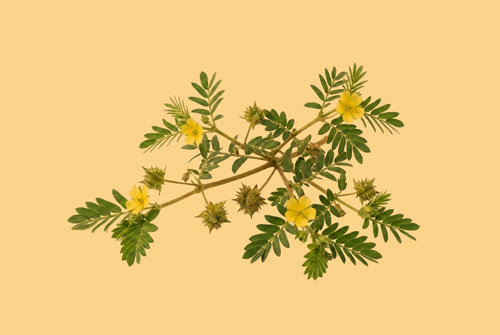 tribulus-bezova2