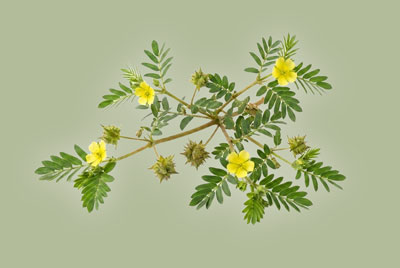 tribulus-semmax