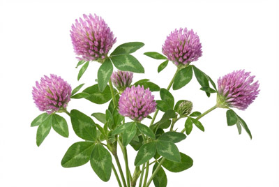 Červený-jetel-(Trifolium-pratense)