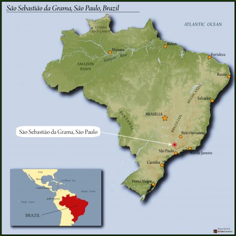 brazillian1