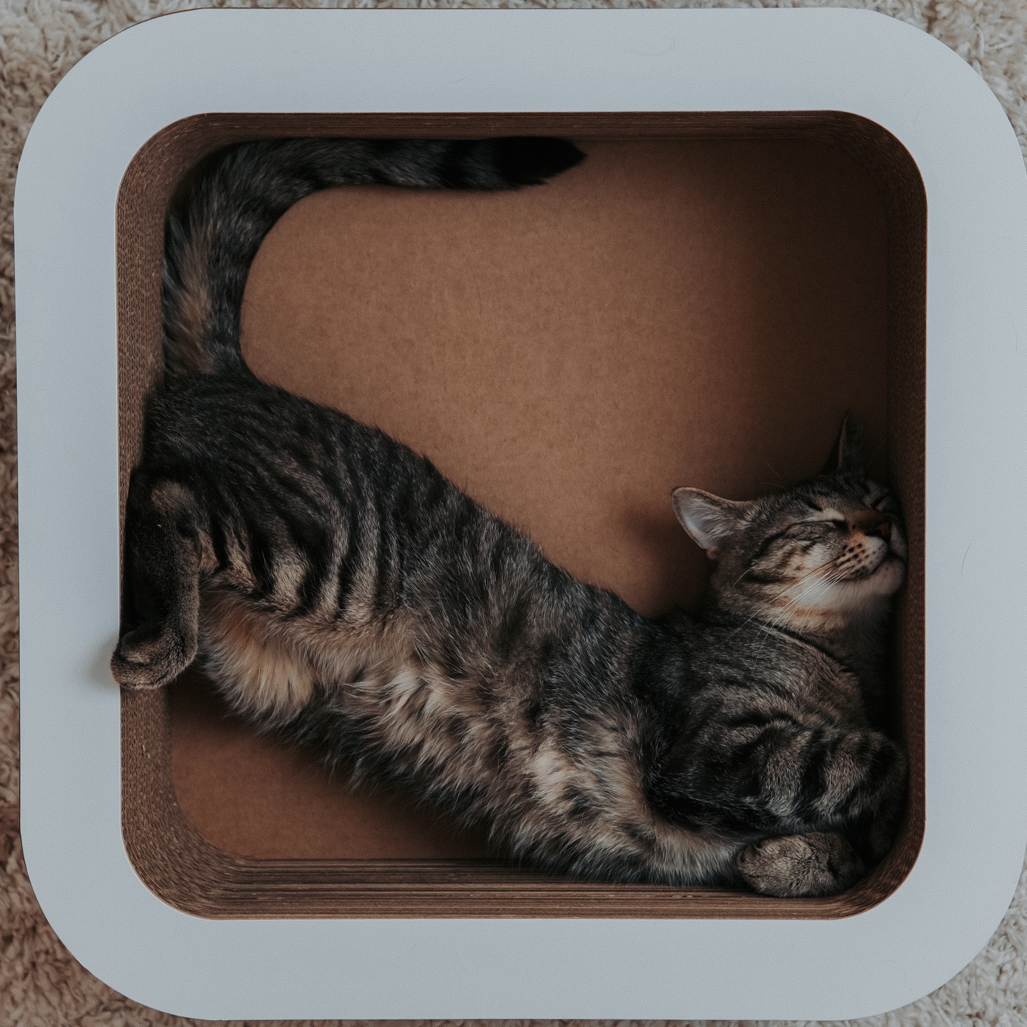 Příběh pelíšku SHIRO