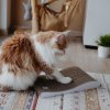 škrabadlo kočičí