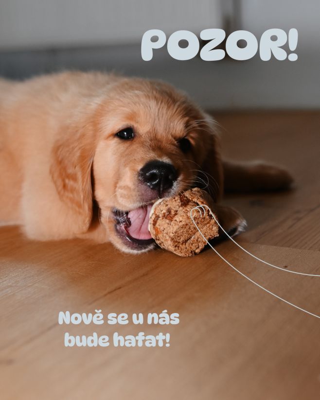 🐱 Kočičáci, uděláte ve smečce Valiho místo i pro hafany? 🐶 Byť Valiho vzniklo z obrovské lásky ke kočkám, řekli jsme si,...