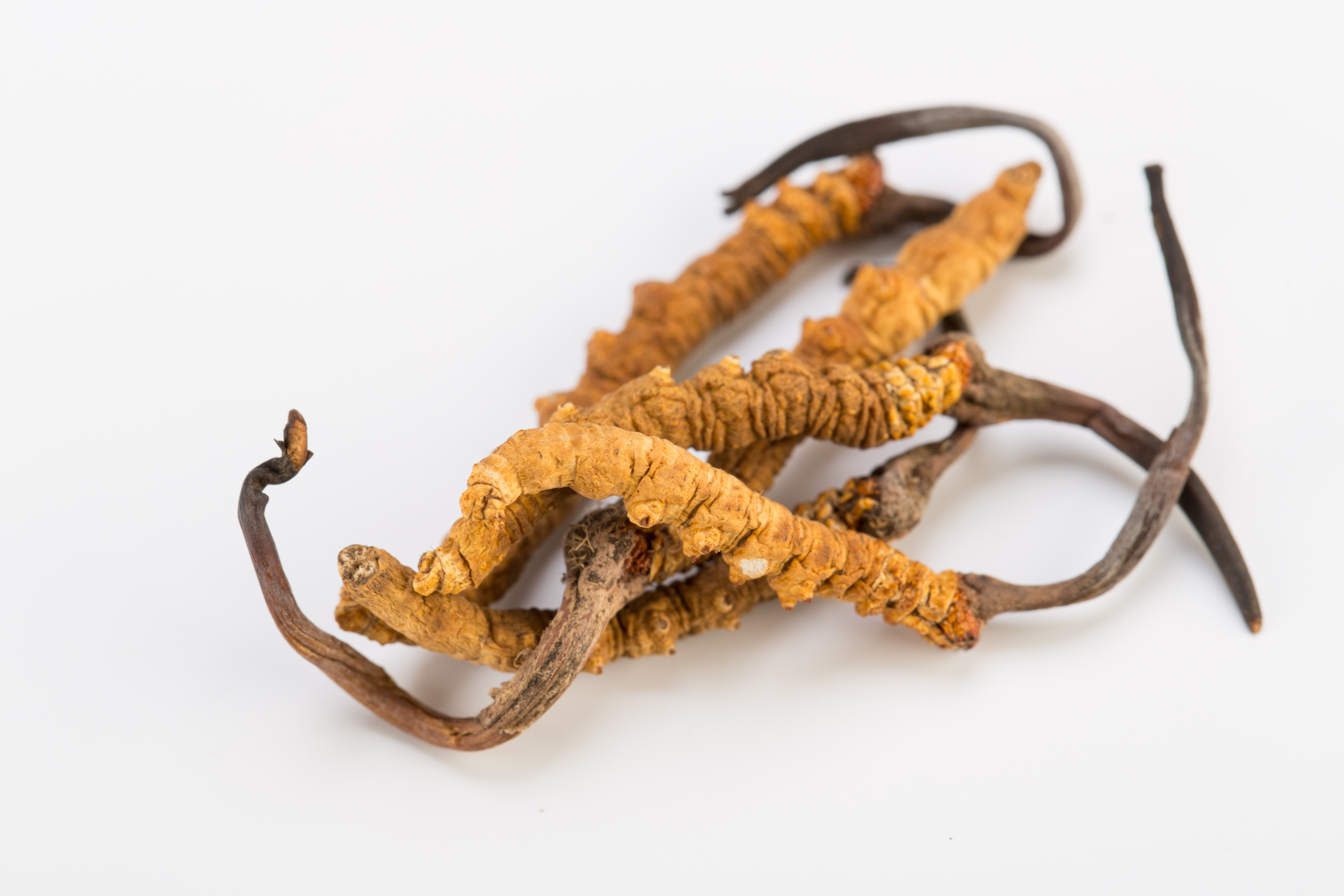 Cordyceps_124723860_XL