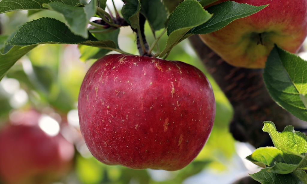 Prínosy kyseliny jablčnej sú rôzne