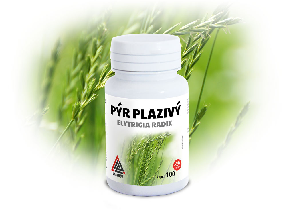 Pýr plazivý Elytrigia Radix VALKNUT 100+20 kapsúl zdarma