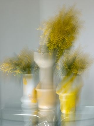 Mimosa. Yellow tones across the series. 🟡 Fungus and Urban Eclectic.