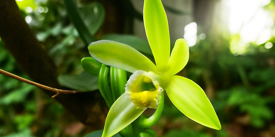 Jaké druhy vanilky dovážíme?