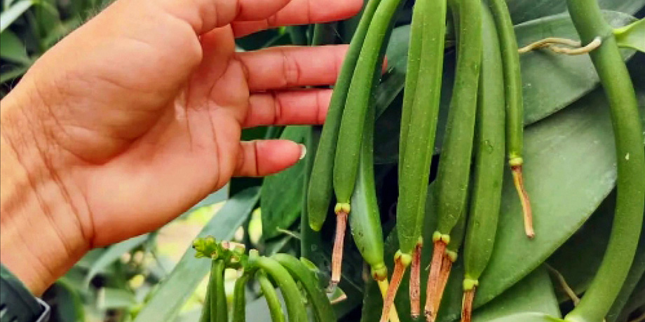 Jak poznáte kvalitní vanilku?