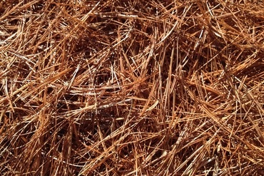 Kdy končí Vánoce a kdy odstrojit vánoční stromek?