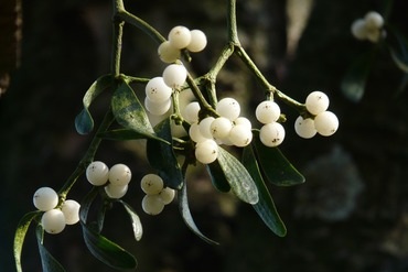 Vánoční symboly aneb jaké jsou symboly Vánoc nejen v ČR