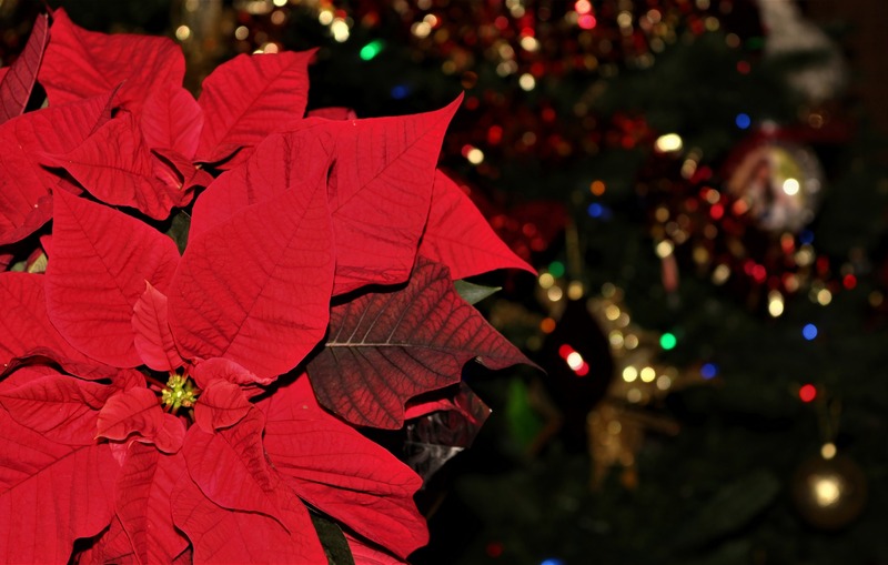Vánoční hvězda s vánočním stromkem v pozadí