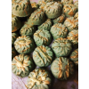2282 maca a zeleny caj 30 g