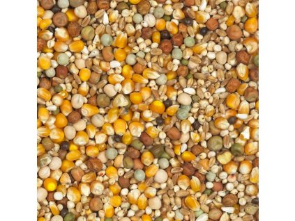 12 - Závodní s hrachem