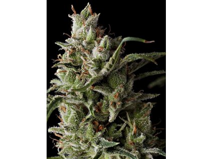 Feminizované semená THE FUNK od GDP SEEDS - silný hybrid s intenzívnou arómou. Nájdete na Vaporama.sk.