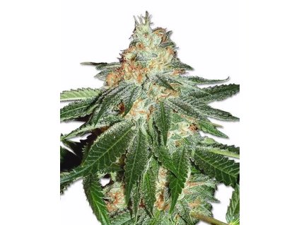 Samokvitnúce konopné semená STRAWBERRY HAZE AUTO od RAMA SEEDS – vysoké výnosy, sladká chuť a povzbudzujúci účinok.