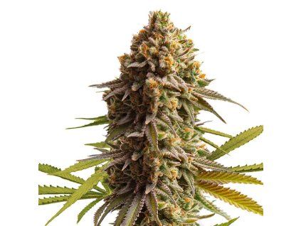 Samokvitnúce semená WEDDING CAKE AUTO | RAMA SEEDS