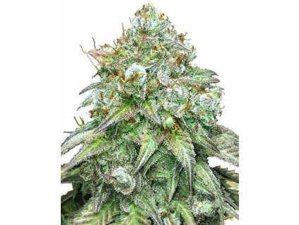 Godfather OG od RAMA SEEDS – feminizovaná indika s intenzívnym účinkom a silnou arómou. Na Vaporama.sk