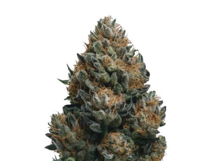 Samokvitnúce semená Big Bud Auto od RAMA SEEDS – kompaktná rastlina s vysokým výnosom a silným upokojujúcim účinkom