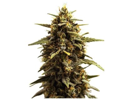 Zkittlez Auto feminizované semená od RAMA SEEDS – sladká, samokvitnúca odroda s vysokým výnosom