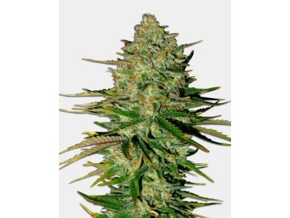 Godfather OG Auto od RAMA SEEDS – samokvitnúca indika s viac ako 25 % THC, sladko-ovocnou chuťou a upokojujúcim účinkom. Na Vaporama.sk