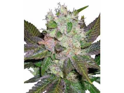 BLUE MONSTER FEM. – silný ovocný hybrid od RAMA SEEDS s bohatou arómou a výnosom. Nájdeš na Vaporama.sk