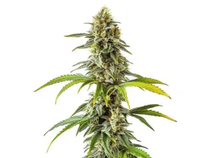 Feminizované konopné semená CHEESE CBD 1:1 od RAMA SEEDS – CBD/THC 1:1 pomer