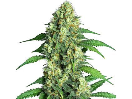 Rýchlokvitnúce sativa semená JAMAICAN DREAM – vysoký výnos, citrusová chuť | vaporama.sk