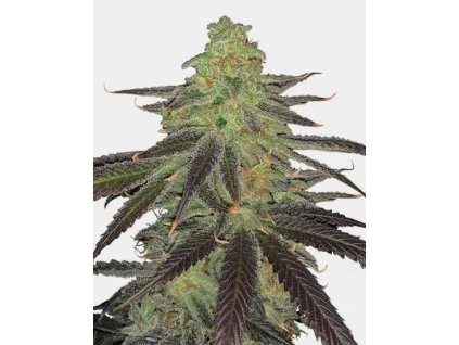 Platinum OG Fast semienka od RAMA SEEDS – rýchlokvitnúca indica s THC 20 % a silnými účinkami