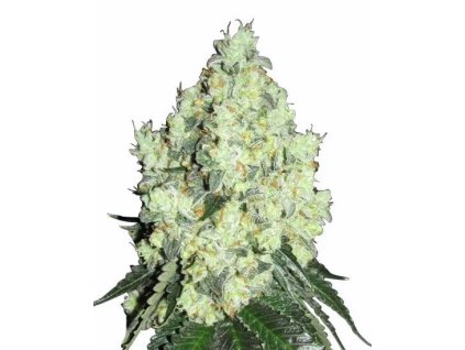Feminizované semená OG KUSH od RAMA SEEDS s vysokým obsahom THC a silným účinkom – dostupné na vaporama.sk