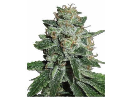 Skunk #1 feminizované semená konope od RAMA SEEDS – vysoký výnos a relaxačný účinok