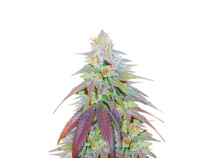 Feminizované semená RUDEBOI OG od RAMA SEEDS – indica s vysokým THC a borovicovo-bylinkovou arómou