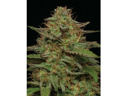 Samokvitnúce semená STRAWBERRY CHEESECAKE AUTO od HUMBOLDT SEED COMPANY - sladká indika s jahodovou arómou. Nájdete na Vaporama.sk.