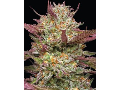 Feminizované semená BLUEBERRY PANCAKES od HUMBOLDT SEED COMPANY - sladký hybrid s čučoriedkovou arómou. Nájdete na Vaporama.sk.