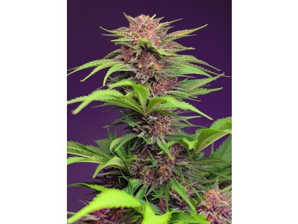 Samokvitnúce semená RUNTZ XL AUTO od SWEET SEEDS - sladký hybrid s ovocnou arómou. Nájdete na Vaporama.sk.