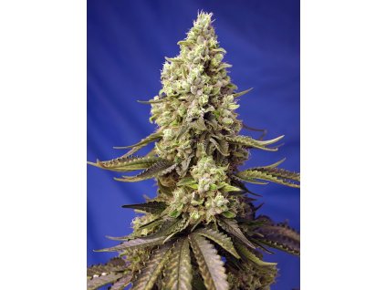 Samokvitnúce semená RUNTZ XL AUTO od SWEET SEEDS - sladký hybrid s ovocnou arómou. Nájdete na Vaporama.sk.