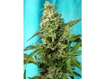 Feminizované semená GREEN POISON FAST F1 od SWEET SEEDS - silná indika s ovocnou arómou. Nájdete na Vaporama.sk.